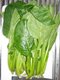 Bild zu Brassica rapa var. perviridis - japanischer Senfspinat