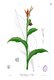 Bild zu Canna indica - indisches Blumenrohr