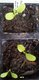 Keimling zu Centaurea cyanus - Kornblume