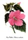 Bild zu Hibiscus moscheutos - Roseneibisch