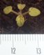 Keimling zu Phacelia campanularia - Glocken-Phazelie