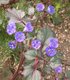Bild zu Phacelia campanularia - Glocken-Phazelie