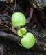 Keimling zu Satureja hortensis - Gartenbohnenkraut
