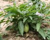 Bild zu Solanum muricatum - Pepino