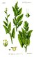 Bild zu Spinacia oleracea - echter Spinat