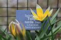 Bild zu Tulipa tarda - Tarda-Tulpe