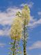 Bild zu Actaea racemosa - Traubensilberkerze