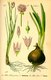 Bild zu Allium schoenoprasum - Schnittlauch