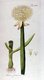 Bild zu Allium fistulosum - Winterzwiebel