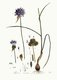 Bild zu Allium vineale - Weinberglauch