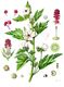 Bild zu Althaea officinalis L. - echter Eibisch