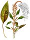 Bild zu Amaranthus Cruentus - Rispen-Fuchsschwanz