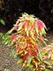 Bild zu Amaranthus tricolor - Dreifarbiger Amaranth