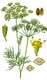 Bild zu Anethum graveolens - Dill