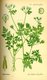 Bild zu Anthriscus cerefolium - echter Kerbel