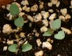 Keimling zu Aquilegia vulgaris - Gemeine Akelei