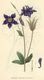 Bild zu Aquilegia vulgaris - Gemeine Akelei