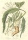 Bild zu Armoracia rusticana - Meerrettich