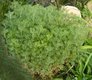 Bild zu Artemisia abrotanum var. Maritima - Eberraute