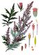 Bild zu Artemisia vulgaris - Gemeiner Beifuss