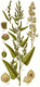 Bild zu Atriplex hortensis - Gartenmelde