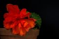 Bild zu Begonia tuberhybrida - Knollenbegonie