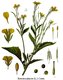 Bild zu Brassica juncea var. japonica - Brauner Senf