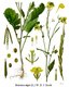 Bild zu Brassica nigra - schwarzer Senf