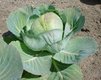 Bild zu Brassica oleracea convar. capitata var. alba - Weisskohl