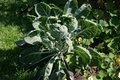 Bild zu Brassica oleracea var. gemmifera - Rosenkohl