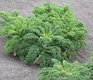 Bild zu Brassica oleracea var. sabellica L. - Grünkohl