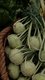 Bild zu Brassica oleracea var. gongylodes L. - Kohlrabi