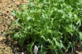 Bild zu Brassica rapa subsp. nipposinica - japanischer Salat (Mizuna)