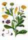 Bild zu Calendula officinalis L. - Ringelblume