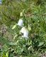 Bild zu Campanula barbata L. - Bärtige Glockenblume