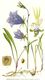 Bild zu Campanula persicifolia - Pfirsichblättrige Glockenblume