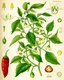 Bild zu Capsicum annuum (Chili) - Chili