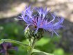 Bild zu Centaurea montana L - Berg-Flockenblume