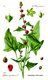 Bild zu Chenopodium capitatum - ähriger Erdbeerspinat