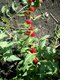 Bild zu Chenopodium foliosum - echter Erdbeerspinat