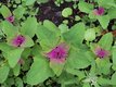 Bild zu Chenopodium giganteum - Baumspinat