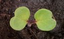 Keimling zu Convolvulus tricolor - dreifarbige Winde