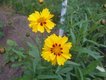 Bild zu Coreopsis grandiflora - Mädchenauge