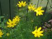 Bild zu Coreopsis verticillata - Quirlblättriges Mädchenauge