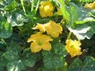 Bild zu Cucurbita moschata - Moschus-Kürbis