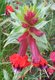 Bild zu Cuphea llavea - Mickymaus-Pflanze