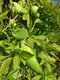 Bild zu Cyclanthera pedata - Inkagurke