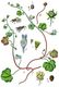 Bild zu Cymbalaria muralis - Zimbelkraut