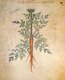 Bild zu Daucus carota subsp. sativus - Karotte