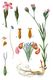 Bild zu Dianthus armeria - Rauhe Nelke